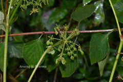 Pimpinella wallichiana